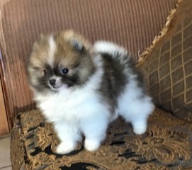 REGALO CACHORROS DE POMERANIA MINI en adopcion