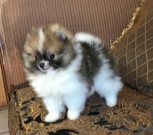 regalo-cachorros-de-pomerania-mini-en-adopcion-big-0