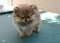 regalo-cachorros-de-pomerania-mini-en-adopcion-small-0