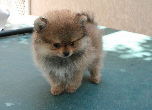 regalo-cachorros-de-pomerania-mini-en-adopcion-big-0