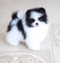 regalo-cachorros-de-pomerania-mini-en-adopcion-small-0