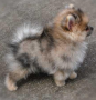 regalo-cachorros-de-pomerania-mini-en-adopcion-small-0