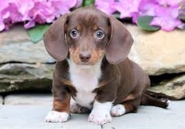 preciosas-cachorritos-dachshund-big-0