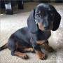 preciosas-cachorritos-dachshund-small-0