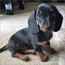 preciosas-cachorritos-dachshund-big-0