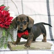 preciosas-cachorritos-dachshund-big-0