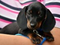 preciosas-cachorritos-dachshund-small-0