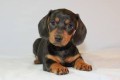 preciosas-cachorritos-dachshund-small-0