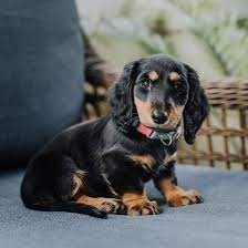 preciosas-cachorritos-dachshund-big-0