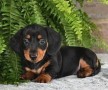 preciosas-cachorritos-dachshund-small-0