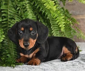 PRECIOSAS CACHORRITOS DACHSHUND