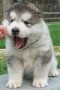 bonitos-cachorros-alaska-malamute-en-adopcion-small-0