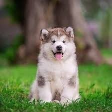 bonitos-cachorros-alaska-malamute-en-adopcion-big-0