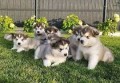 bonitos-cachorros-alaska-malamute-en-adopcion-small-0