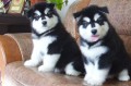 bonitos-cachorros-alaska-malamute-en-adopcion-small-0