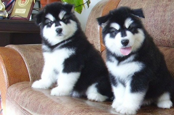bonitos-cachorros-alaska-malamute-en-adopcion-big-0