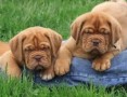 adorables-cachorros-dogo-de-burdeos-en-adopcion-small-0