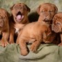 adorables-cachorros-dogo-de-burdeos-en-adopcion-small-0