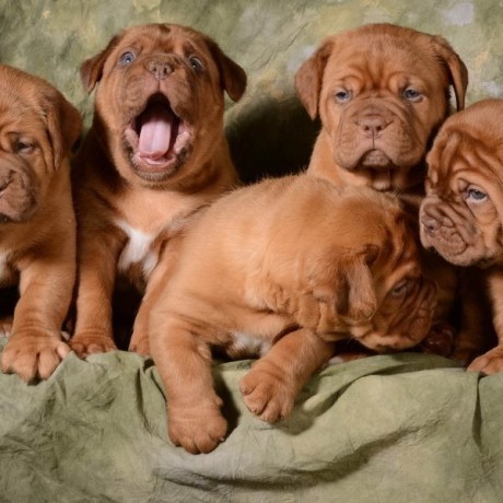 adorables-cachorros-dogo-de-burdeos-en-adopcion-big-0