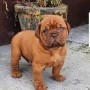 adorables-cachorros-dogo-de-burdeos-en-adopcion-small-0