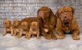 adorables-cachorros-dogo-de-burdeos-en-adopcion-small-0