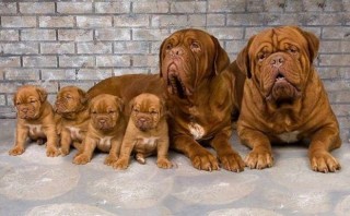 Adorables cachorros dogo de burdeos en adopción