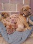 adorables-cachorros-dogo-de-burdeos-en-adopcion-small-0