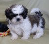 preciosa-camada-shih-tzu-disponible-small-0