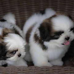 PRECIOSA CAMADA SHIH TZU DISPONIBLE