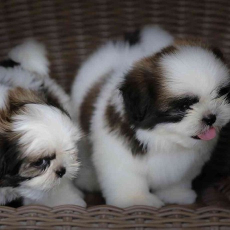 preciosa-camada-shih-tzu-disponible-big-0