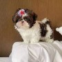 preciosa-camada-shih-tzu-disponible-small-0