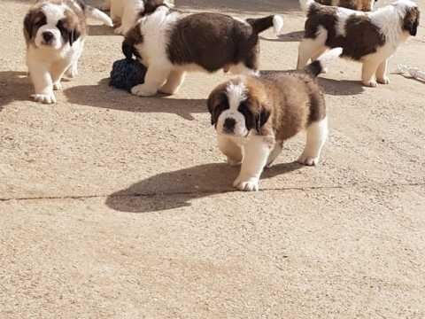 camada-cachorros-de-san-benardo-big-0