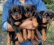 magnificos-cachorros-de-rottweiler-small-0