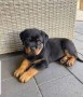 magnificos-cachorros-de-rottweiler-small-0