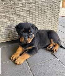 magnificos-cachorros-de-rottweiler-big-0