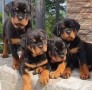 magnificos-cachorros-de-rottweiler-small-0