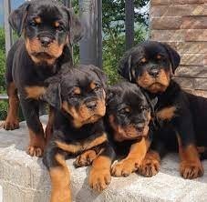 magnificos-cachorros-de-rottweiler-big-0