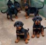 magnificos-cachorros-de-rottweiler-small-0