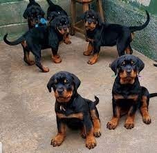 magnificos-cachorros-de-rottweiler-big-0