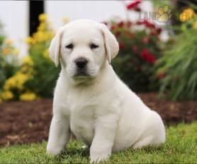 cachorros-labrador-retriever-muy-bonitos-big-0