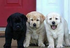 cachorros-labrador-retriever-muy-bonitos-big-0