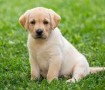 cachorros-labrador-retriever-muy-bonitos-small-0