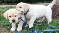 cachorros-labrador-retriever-muy-bonitos-small-0