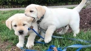 cachorros-labrador-retriever-muy-bonitos-big-0