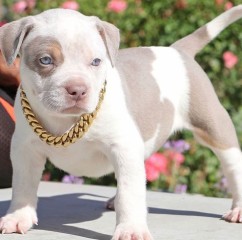 Regalo cachorros de Pitbull para adopcion