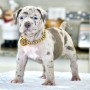 regalo-cachorros-de-pitbull-para-adopcion-small-0