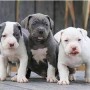 regalo-cachorros-de-pitbull-para-adopcion-small-0