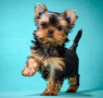 regalo-cachorros-toy-de-yorkshire-terrier-para-adopcion-small-0