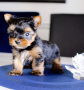 regalo-cachorros-toy-de-yorkshire-terrier-para-adopcion-small-0