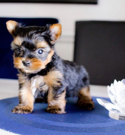 regalo-cachorros-toy-de-yorkshire-terrier-para-adopcion-big-0